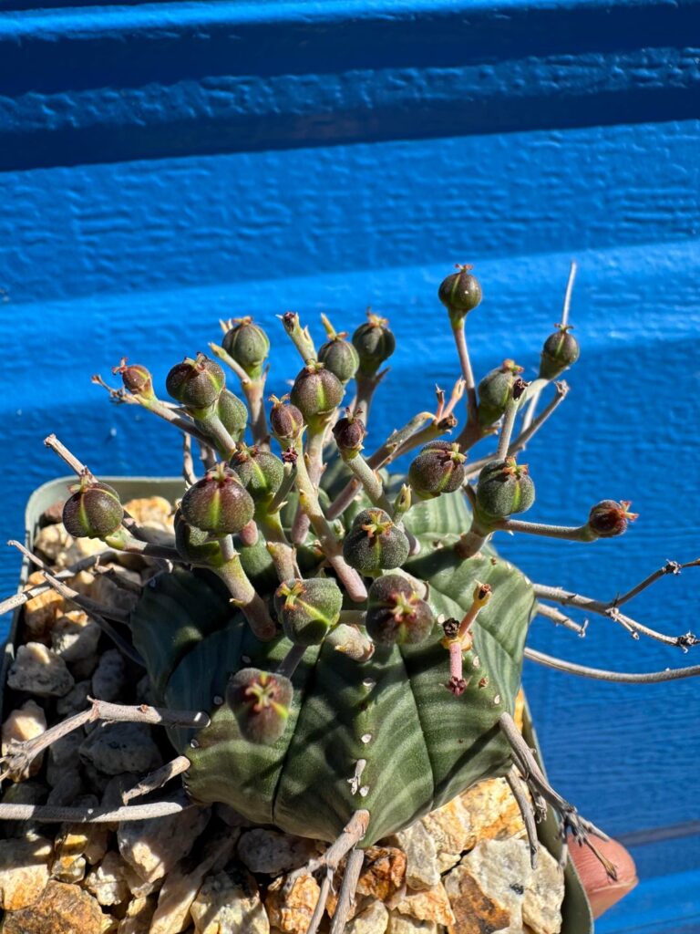 Euphorbia meloformis momma