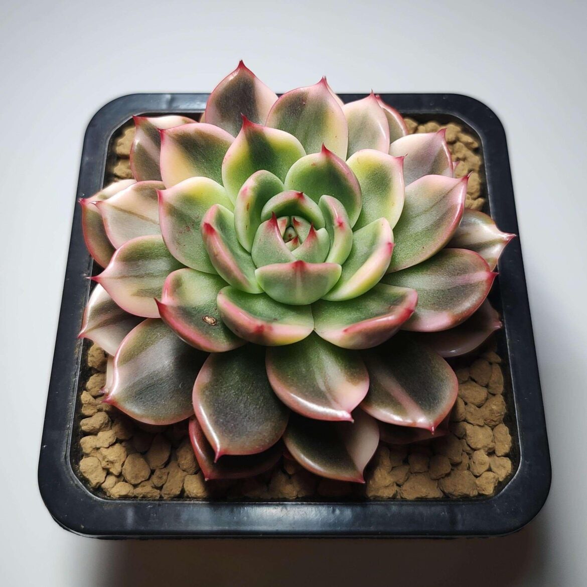 Echeveria 'Flamingo' just repotted into a bigger pot 💕