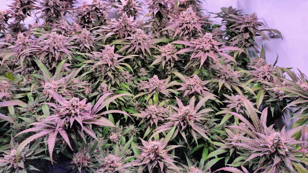 Beautiful Purple showing up 💜 Santa Maria Day 65 in her Final Day’s bevore Harvest 💟 5 too 10 Day’s left. Beautiful Purple showing up 💜 Santa Maria Day 65 in her Final Day's bevore Harvest 💟 5 too 10 Day's left.