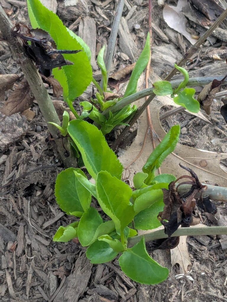 New plant growing in places of dead plant (possible peony?) SW Missouri