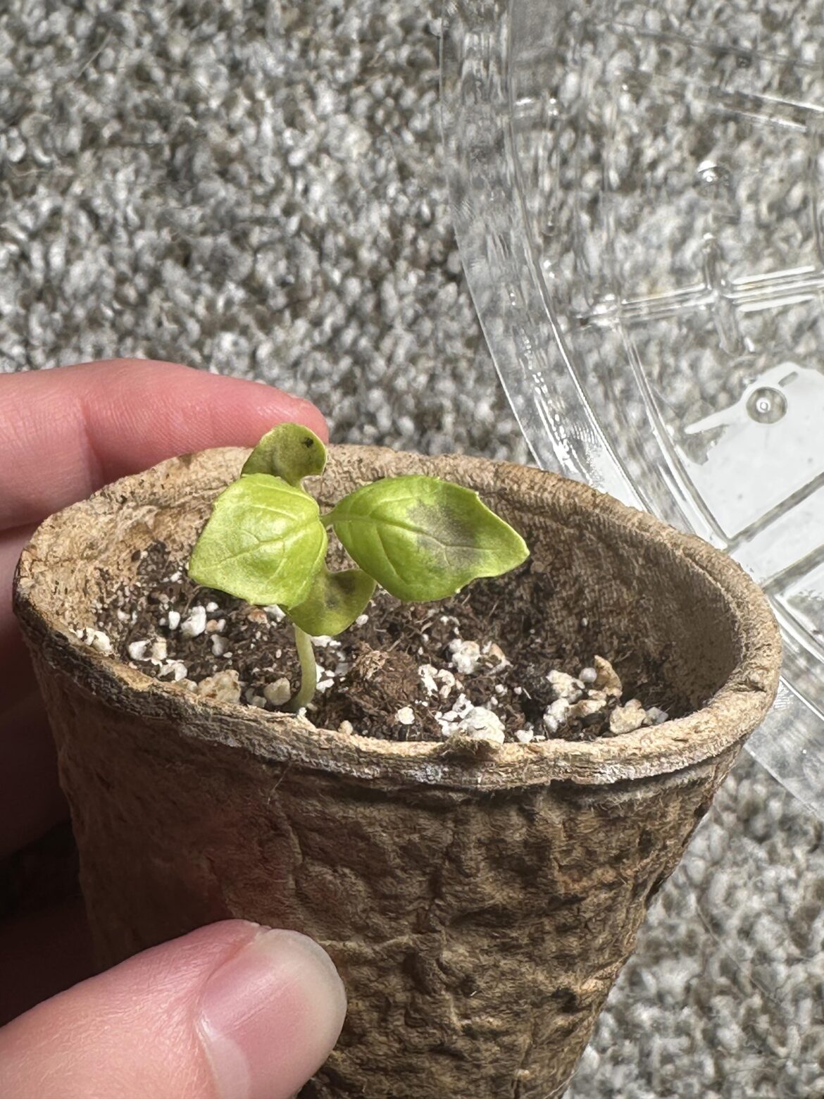 What’s going on with my basil sprout?