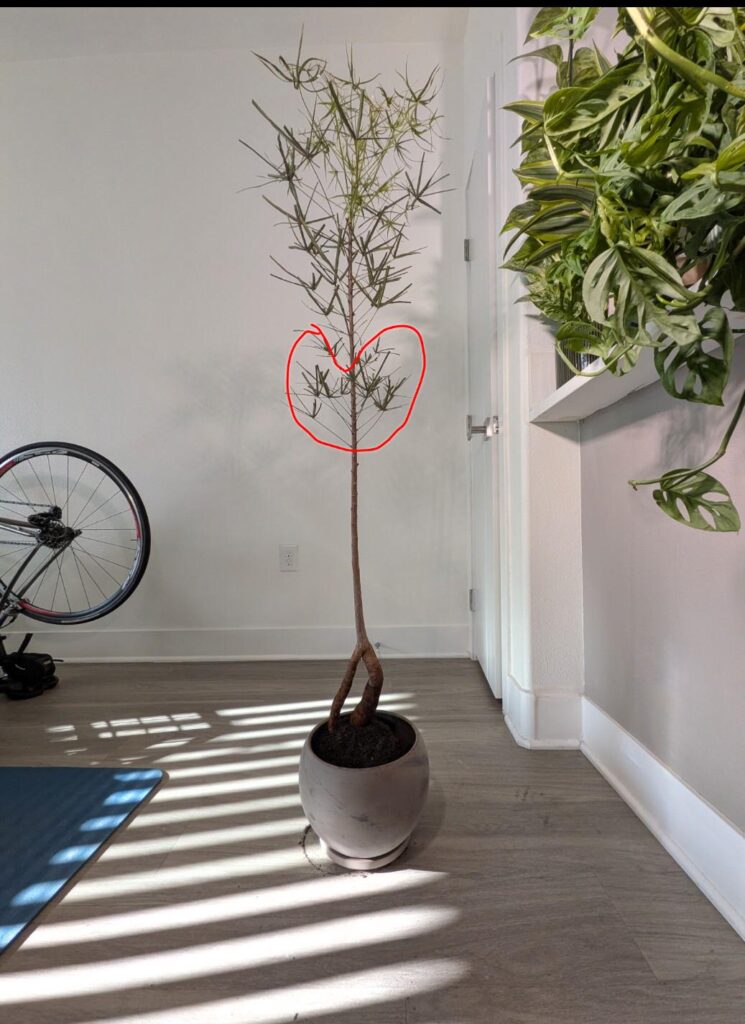 To prune or not to prune