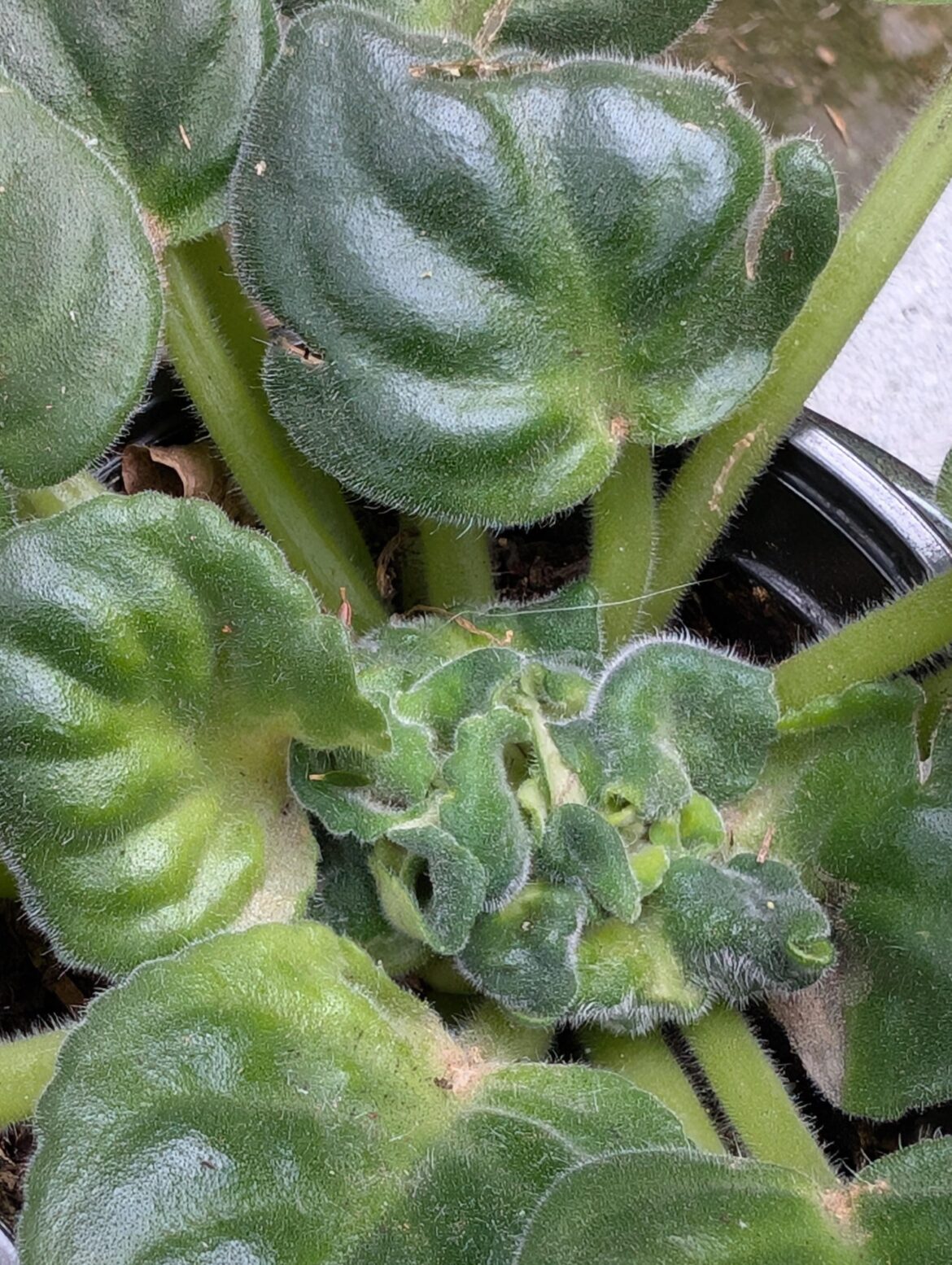 What's going on with my dad's African violet?