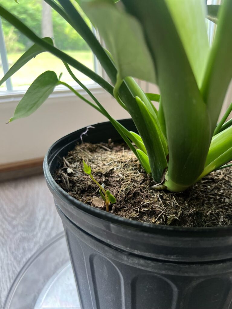 Baby monstera?