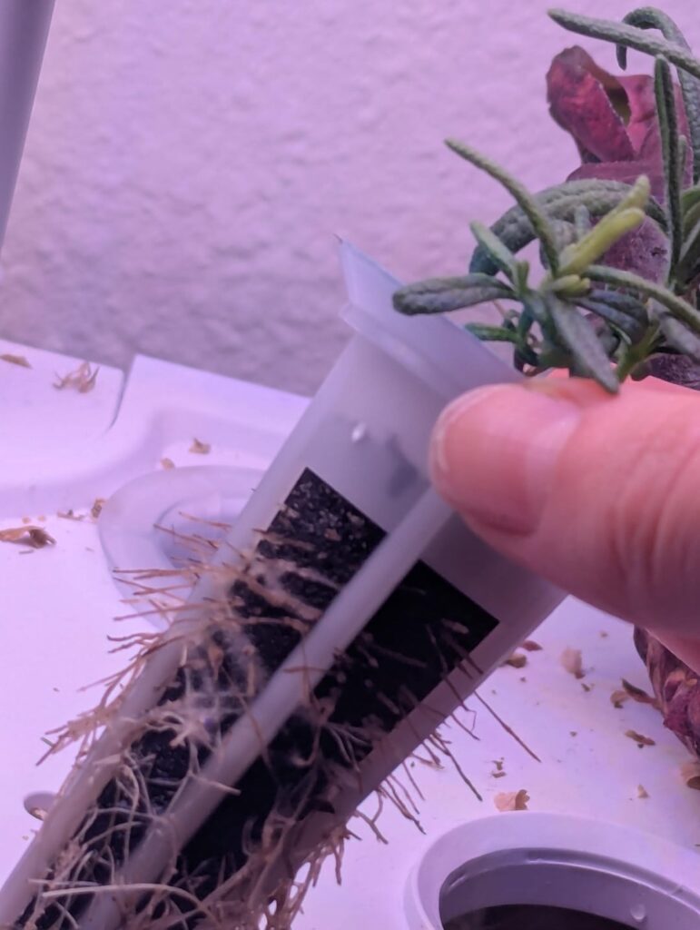 If I have mold growing on the roots, but the plant is okay, should I still throw it out?