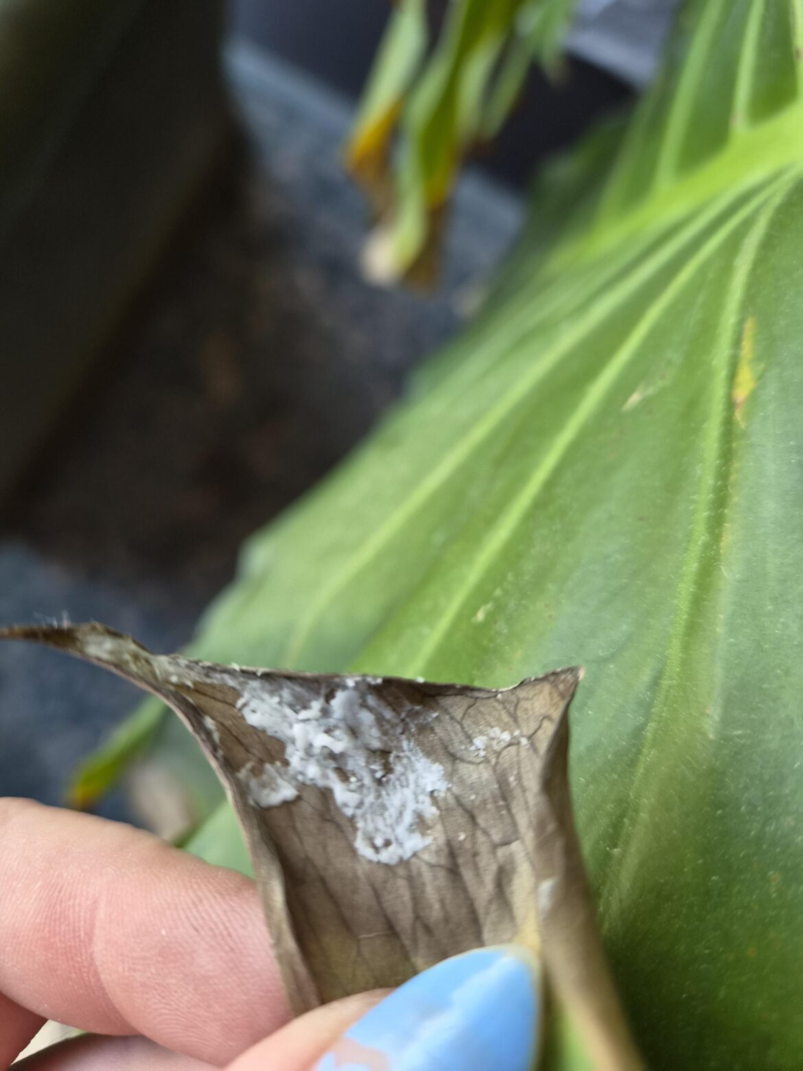 Bugs? (Forgot to add picture)