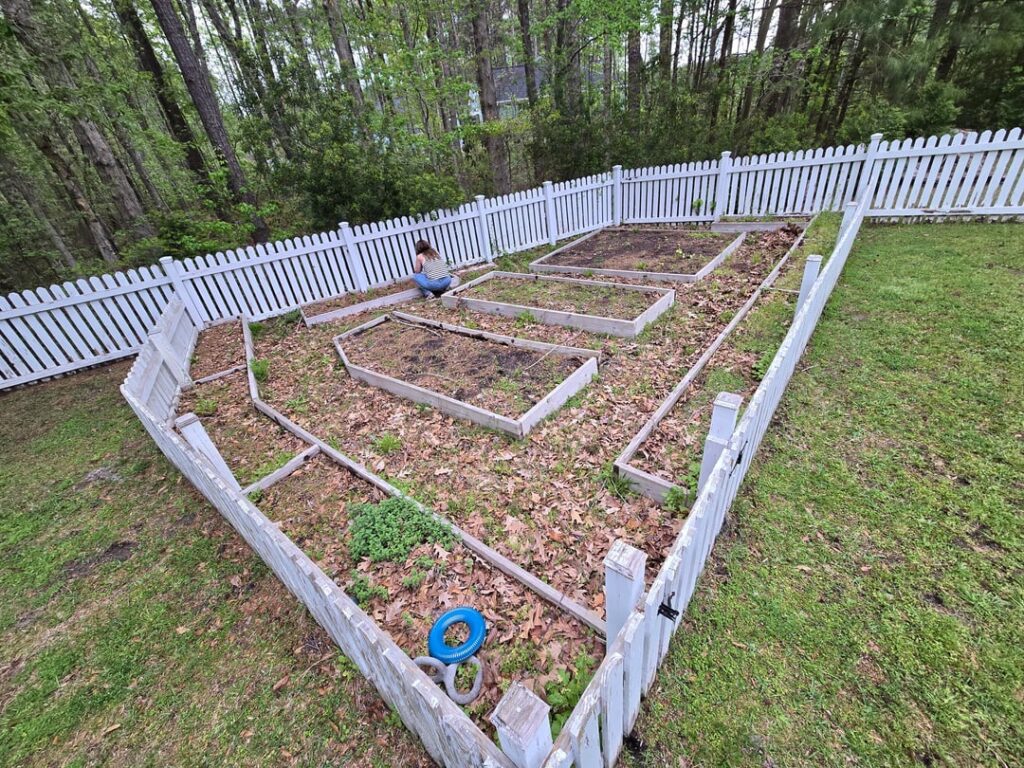 Trying to reclaim overgrown raised beds Trying to reclaim overgrown raised beds