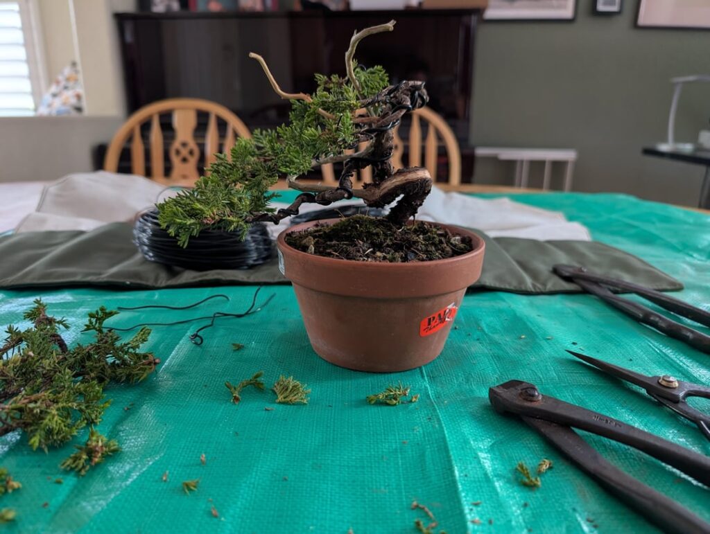 Small little juniper