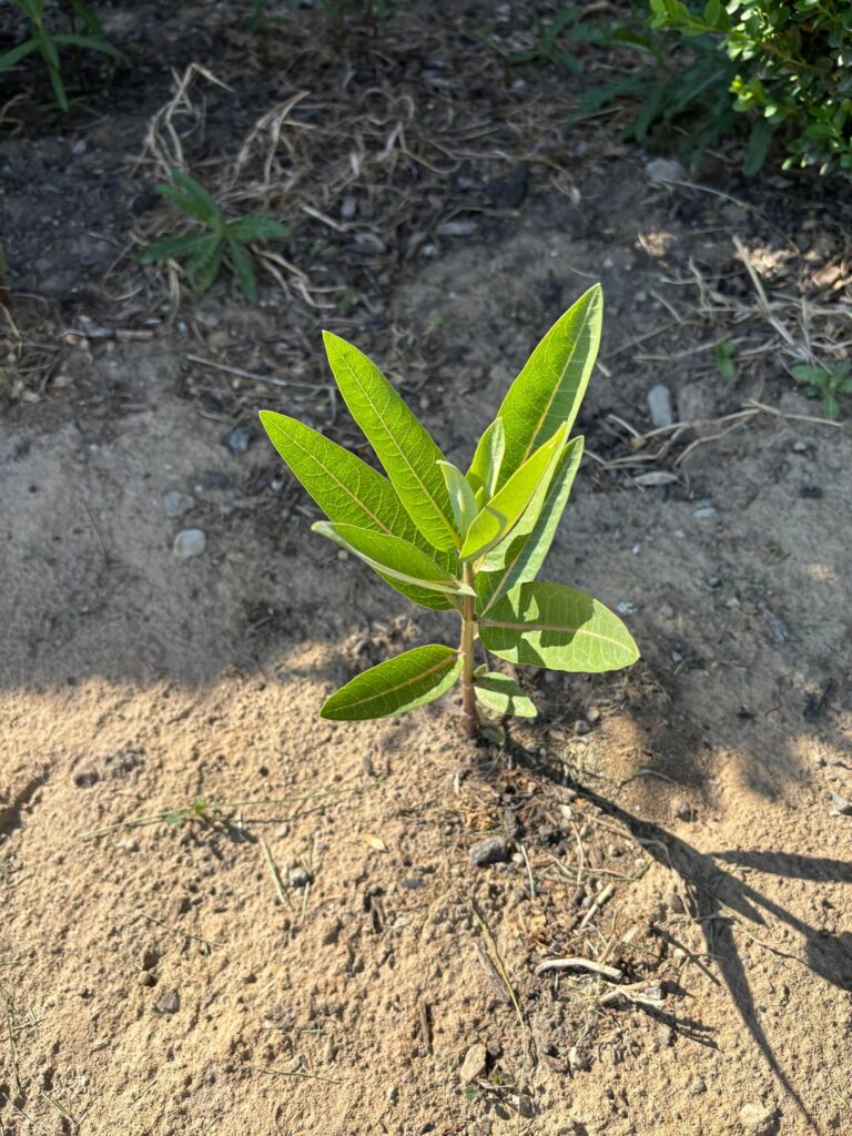 What is this plant growing in our front garden