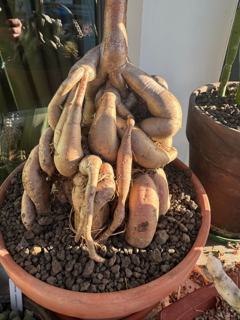One of my euphorbia hedytoides
