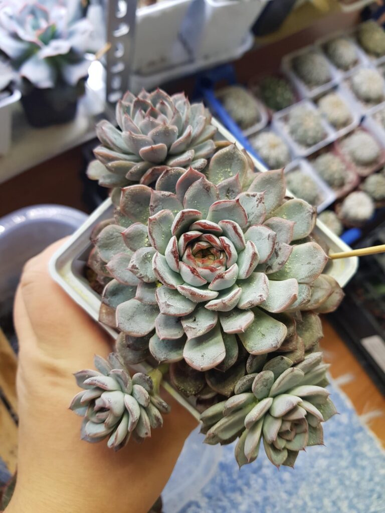 Echeveria Sunflower