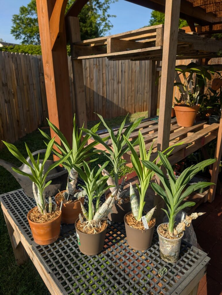Catasetum season begins, first watering after dormancy Catasetum season begins, first watering after dormancy