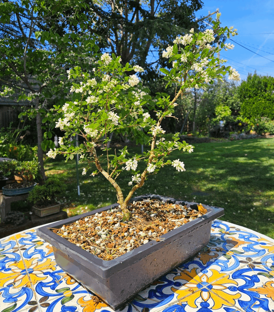 Bloomin’ Privet Bloomin' Privet