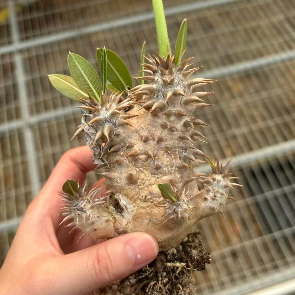 Pachypodium densiflorum hybrid
