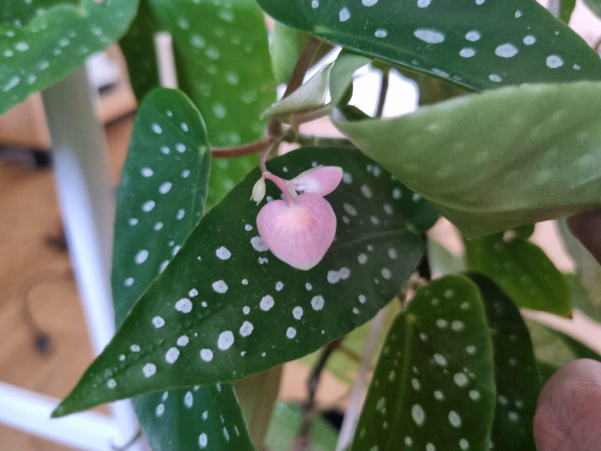 First house plant flowering!