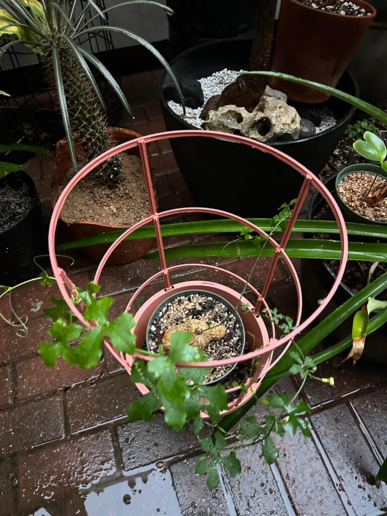 Ibervillea Lindheimerii