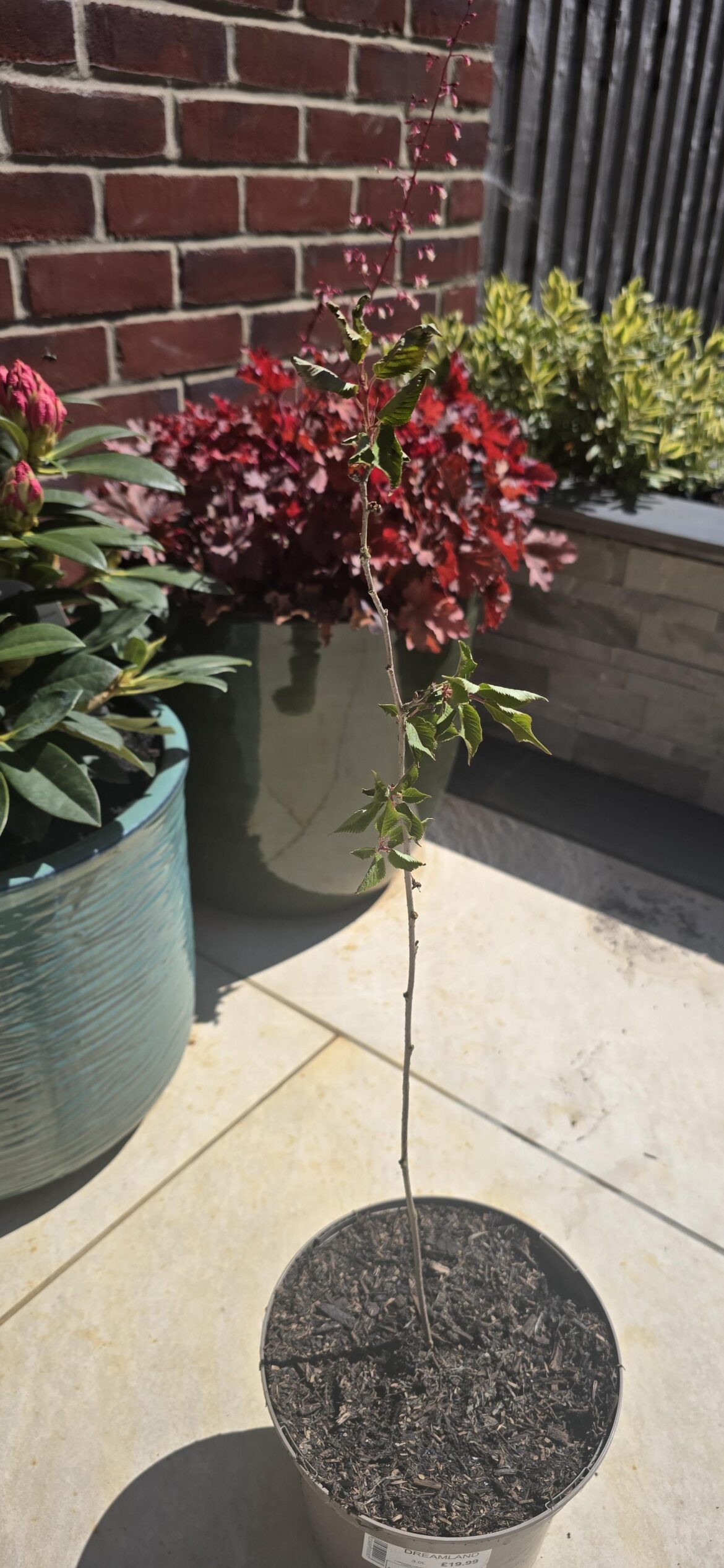 Advice needed