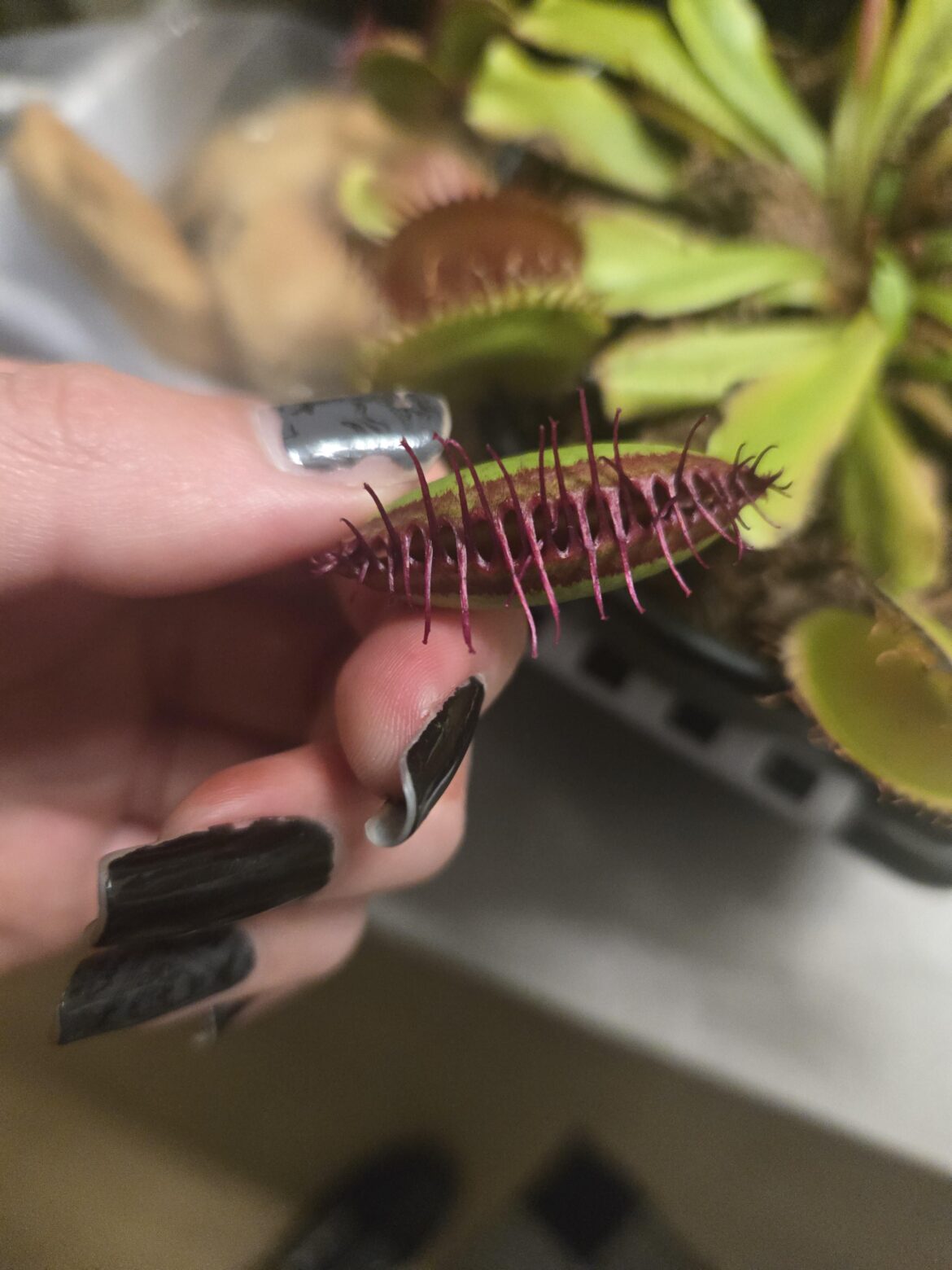 Can I repot my fly trap in only peat moss???