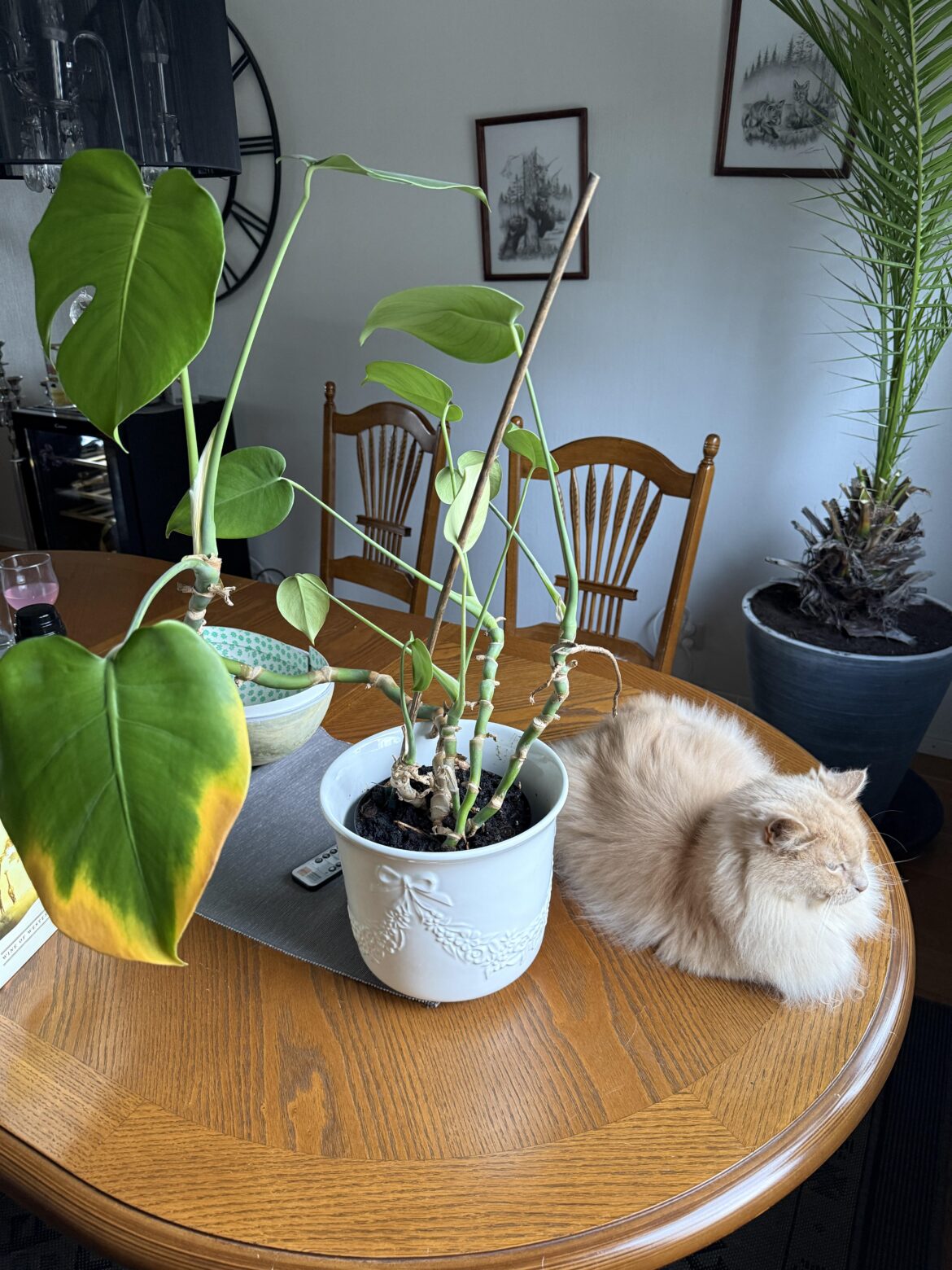 My parents’ monstera, is there plant protective services?