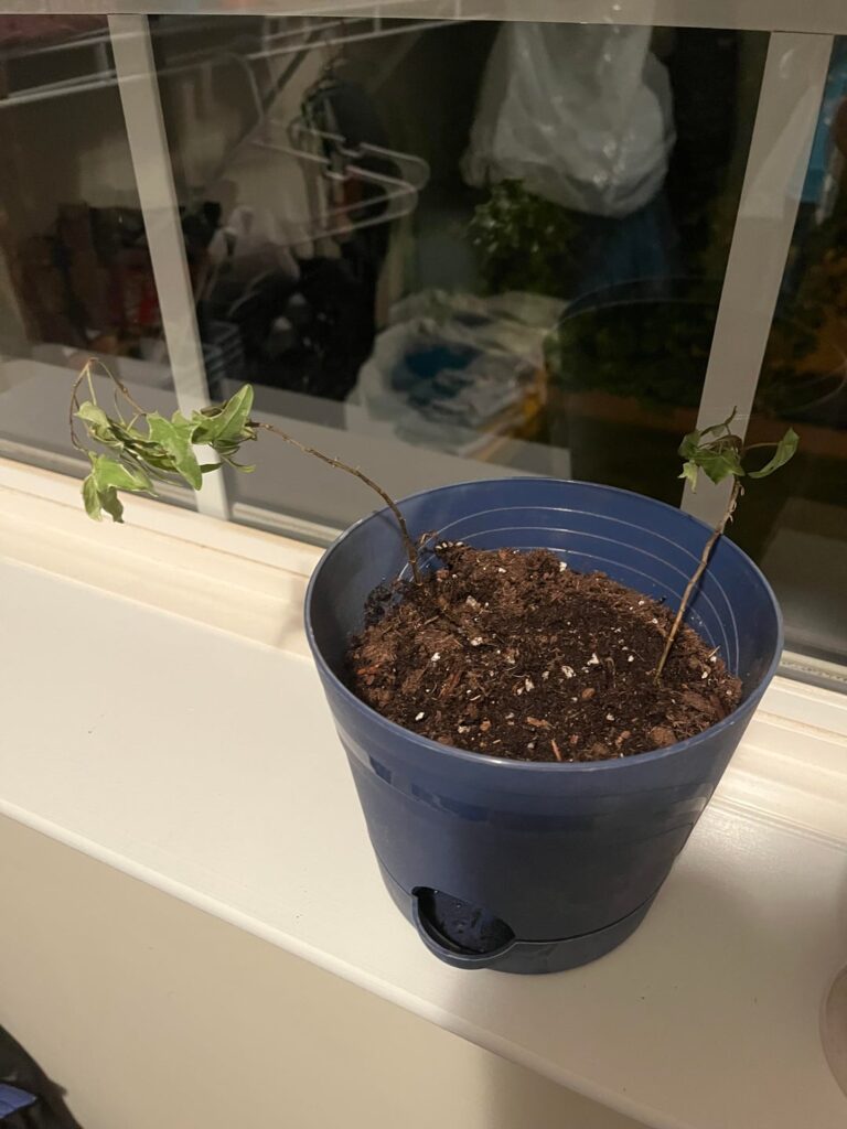 Common Ivy dying