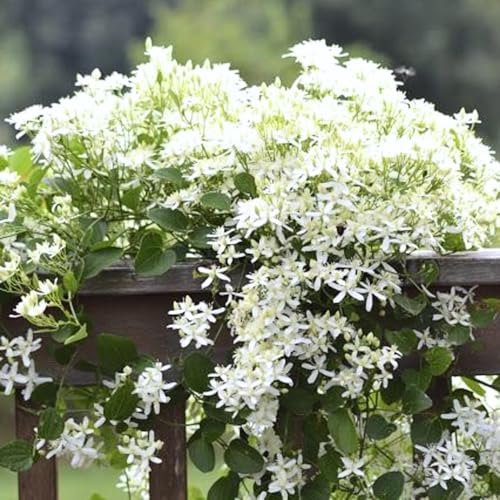 3 Sweet Autumn Clematis Plants Live Well-Rooted in 4” Pots, Fast Growing Fragrant Flowering Vine for Outdoor Garden and Trellis