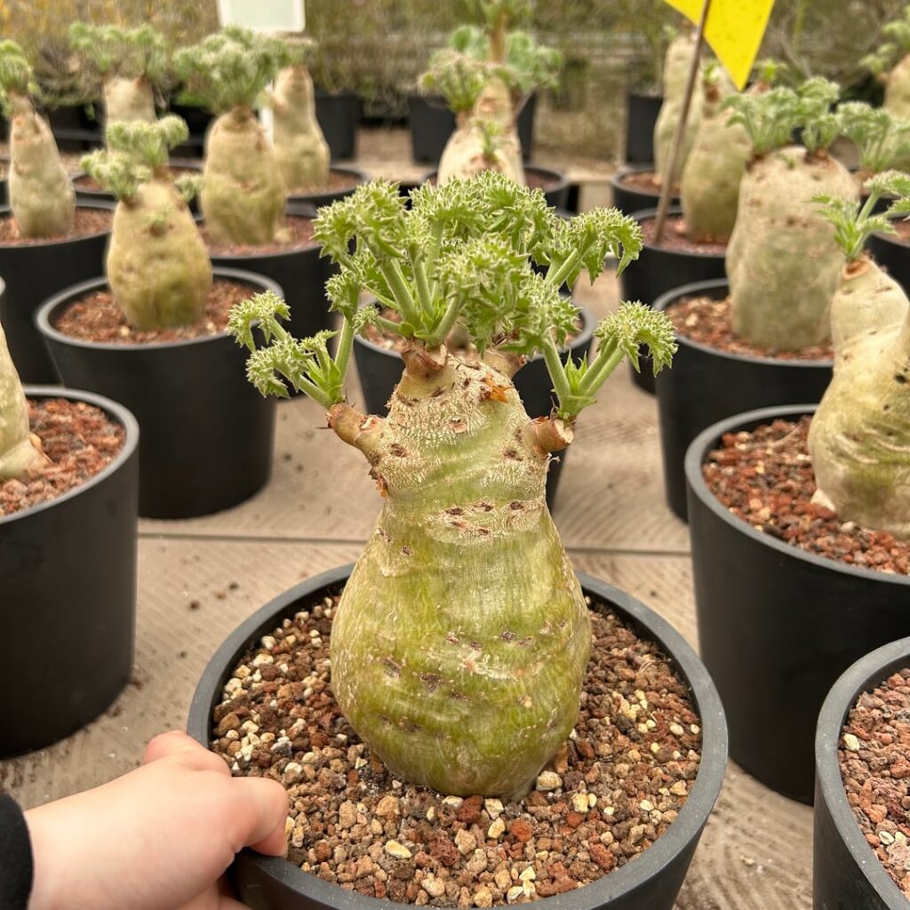 Cyphostemma uter var. macropus (Angola)