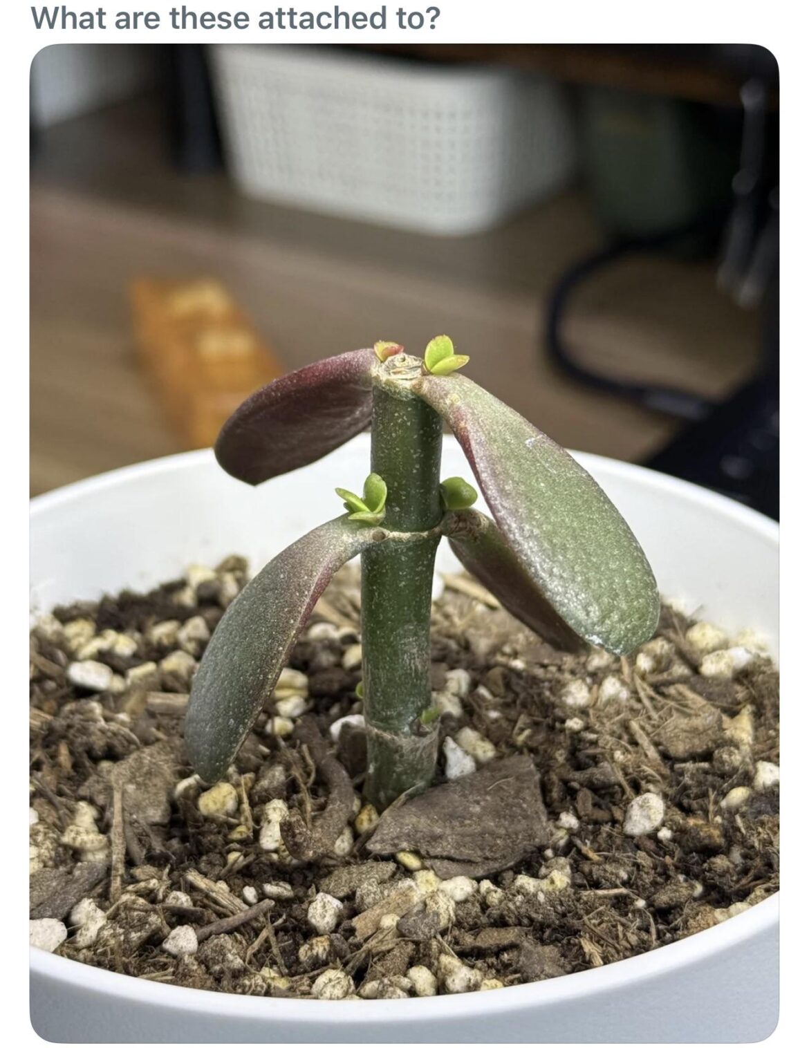 Is this some kind of plant magic?? Or just glue?😵‍💫
