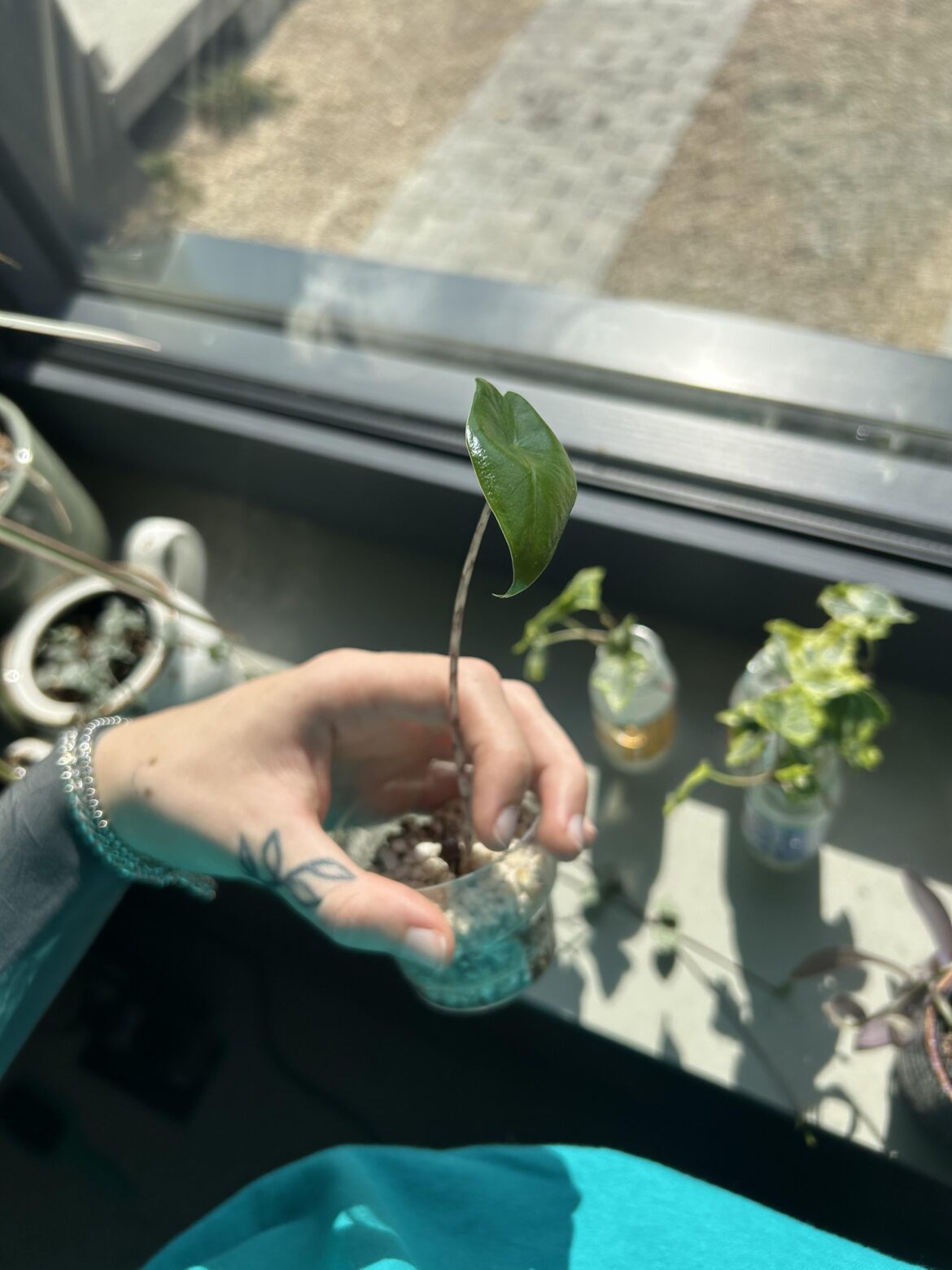 Best growing medium