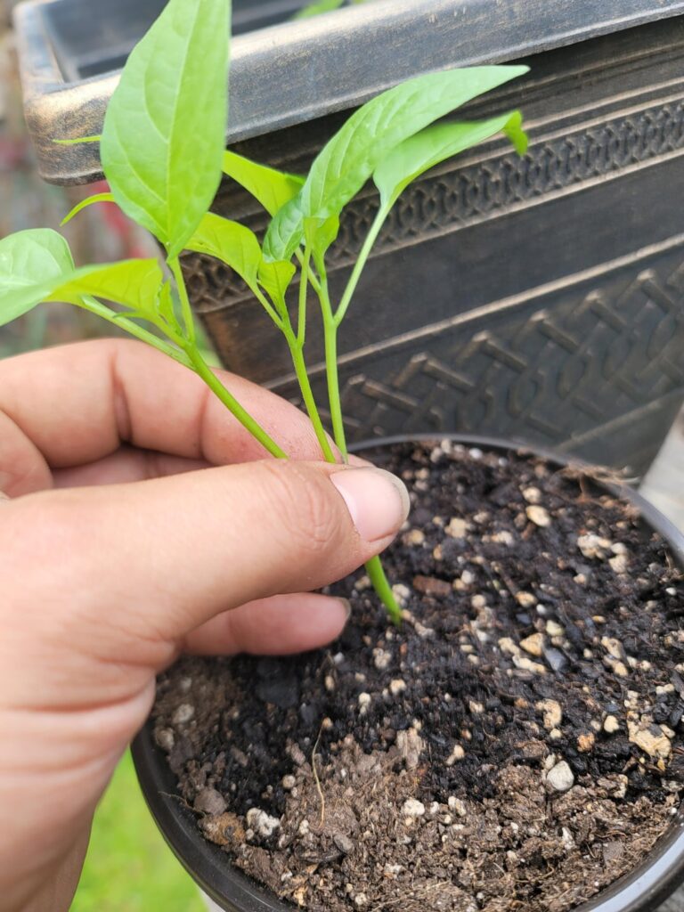 Trichotomous Branching of Peperoncini Trichotomous Branching of Peperoncini
