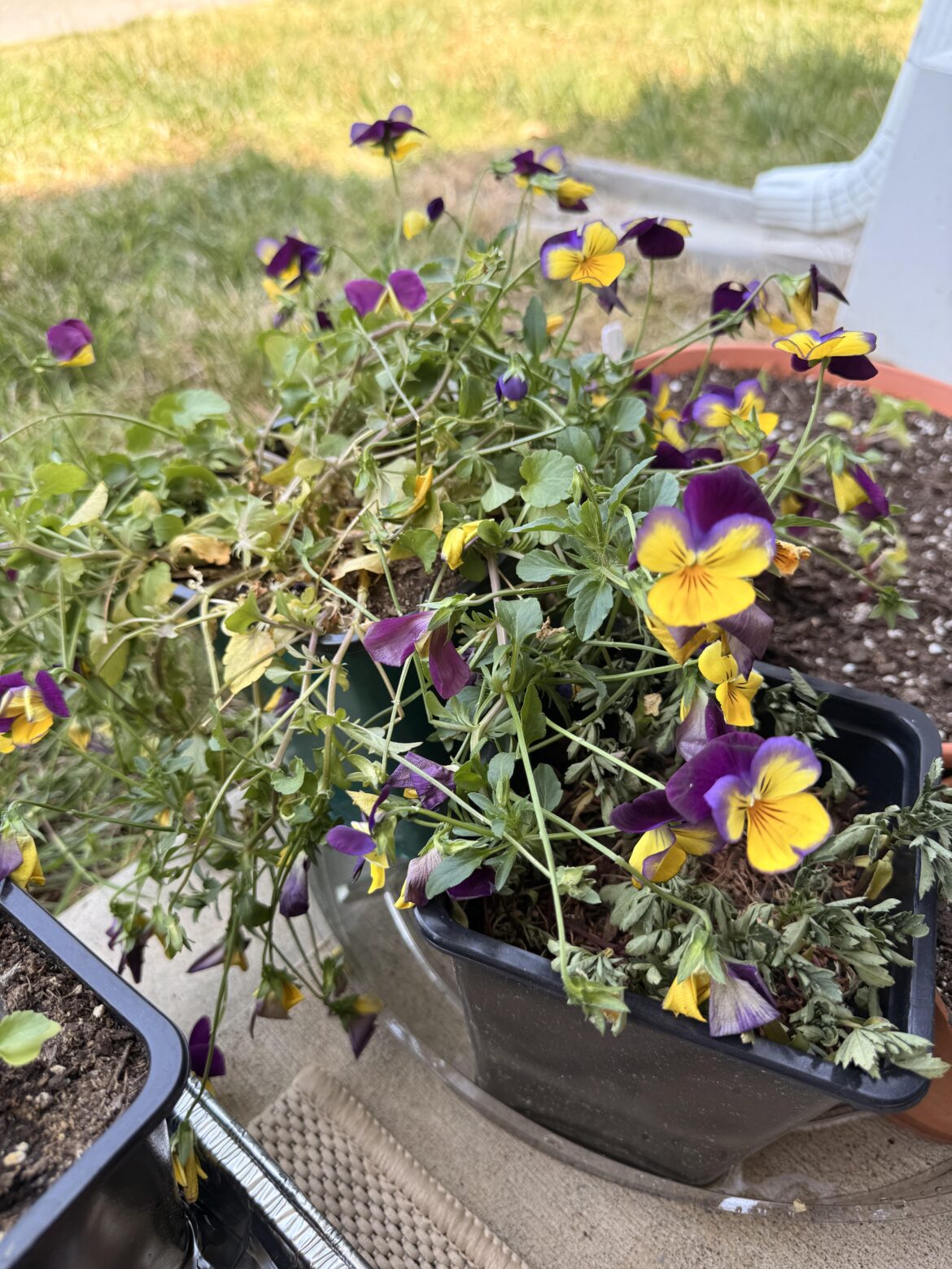 What happened to my pansies?