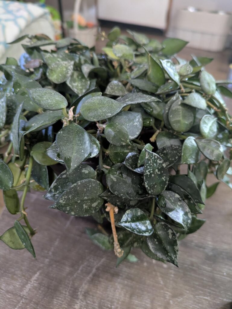 Can anyone help ID this Hoya? Can anyone help ID this Hoya?