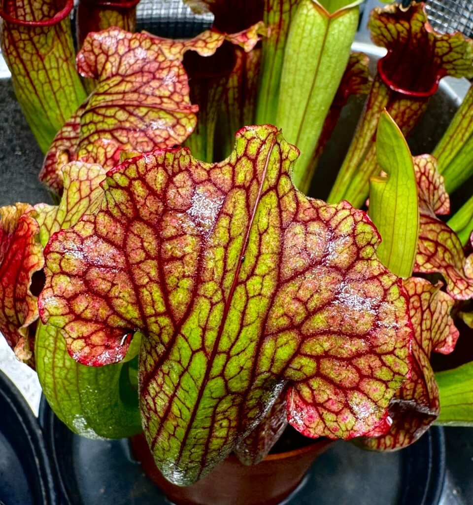 Popped some sarracenia and drosera in my orchid tent!
