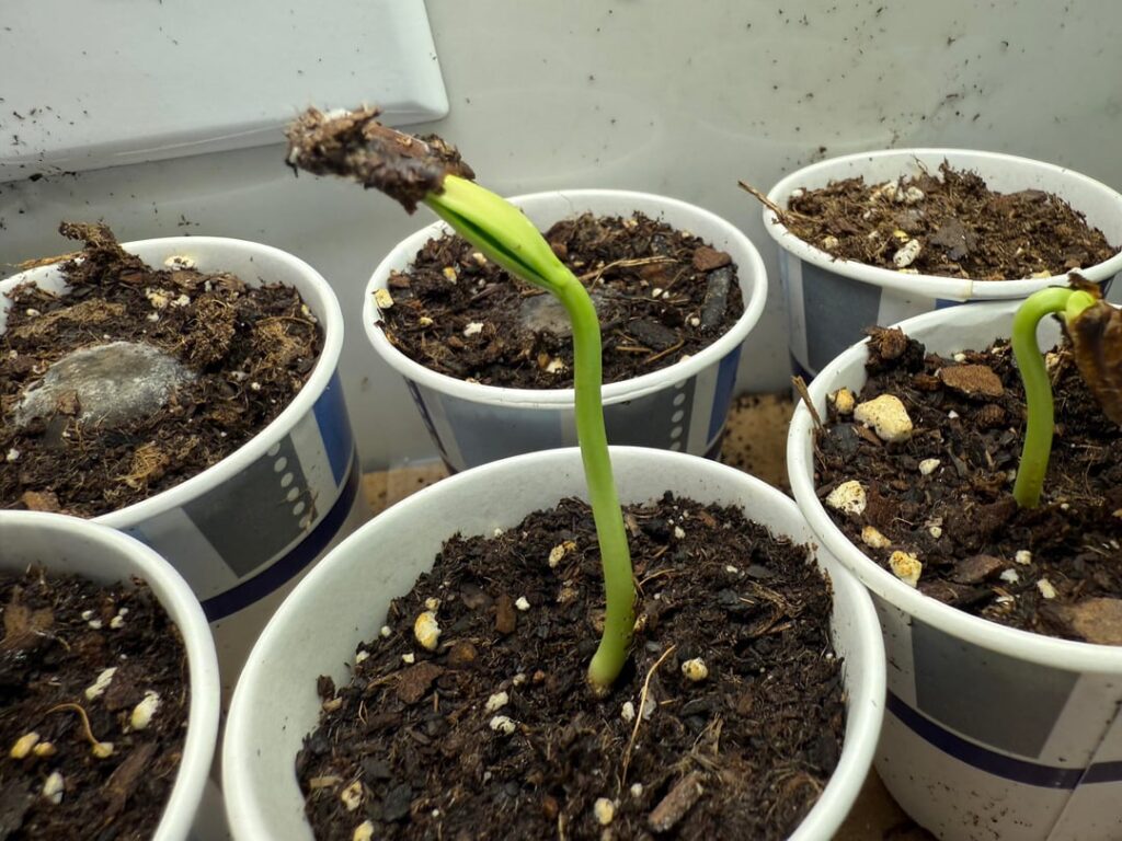 update on my honey locust babies