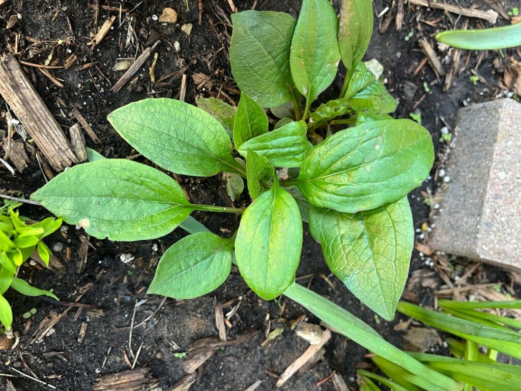 Garden Flower or Weed? – Chicagoland, USA Garden Flower or Weed? - Chicagoland, USA