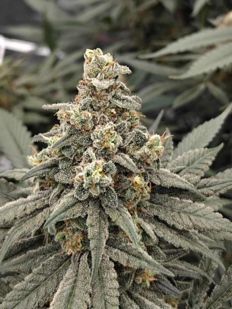 Afgan kush finishing