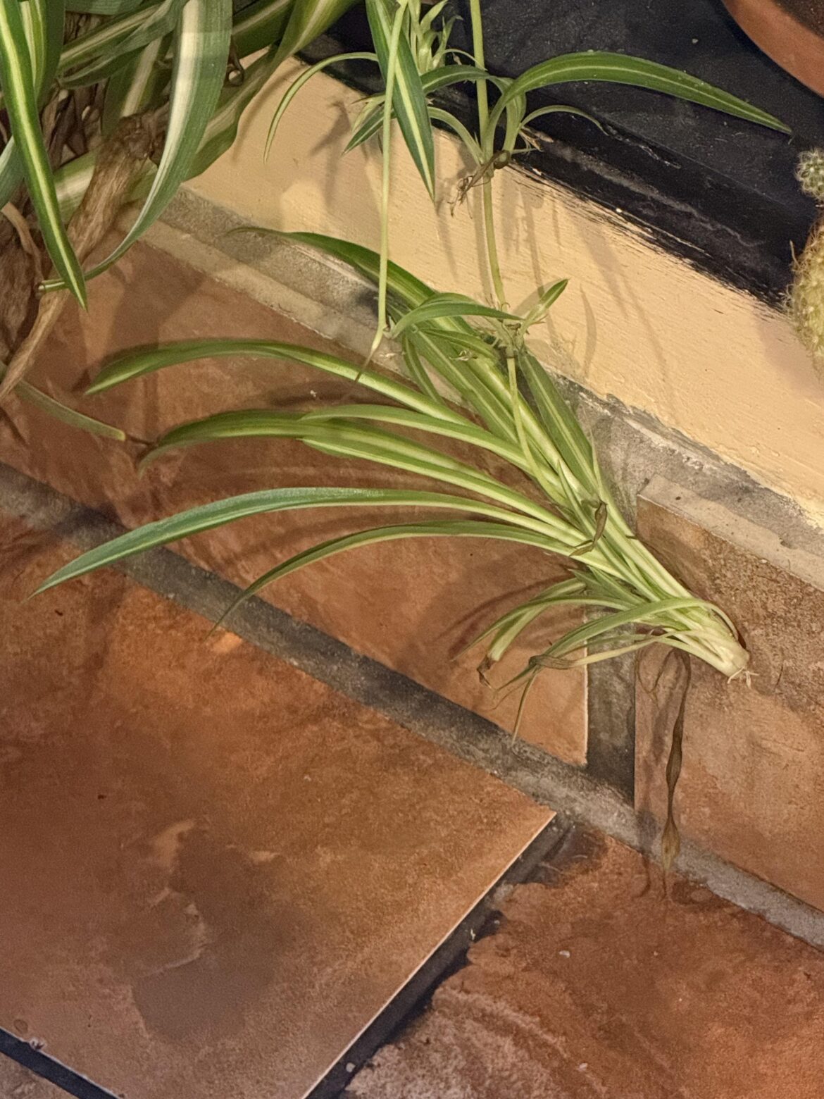 Can this be grown? If so how?