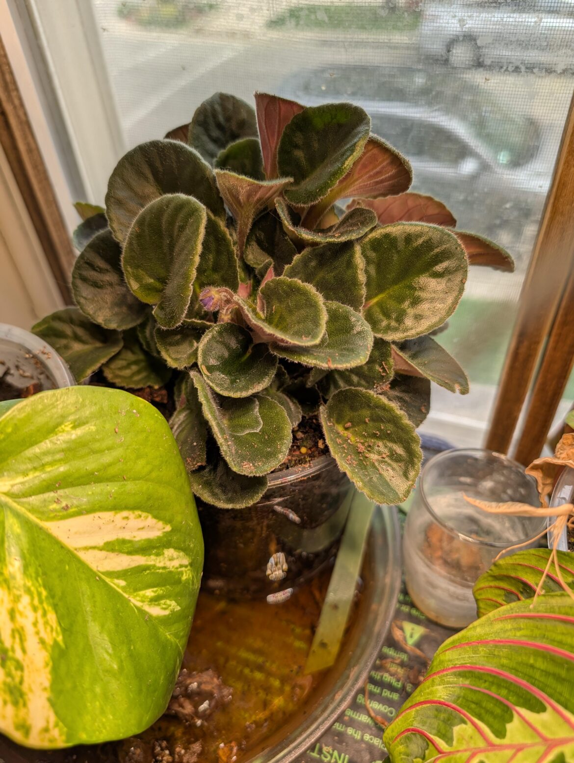Is thir normal for an African violet?