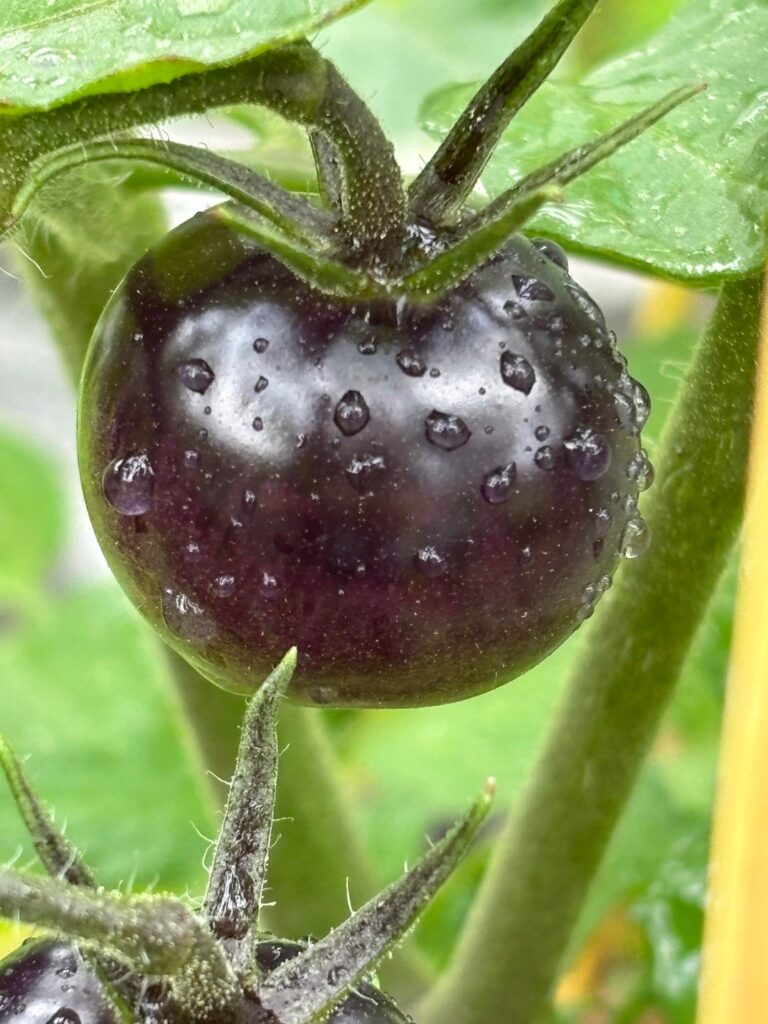 Midnight Snack tomatoes.