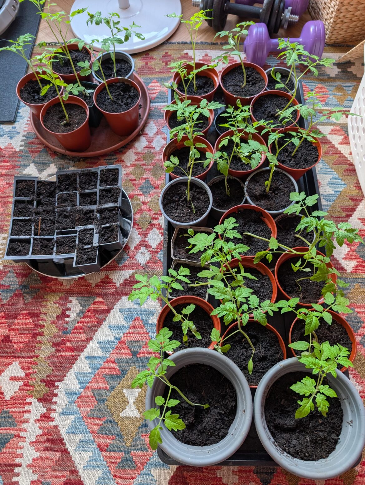Tomato identification help Tomato identification help