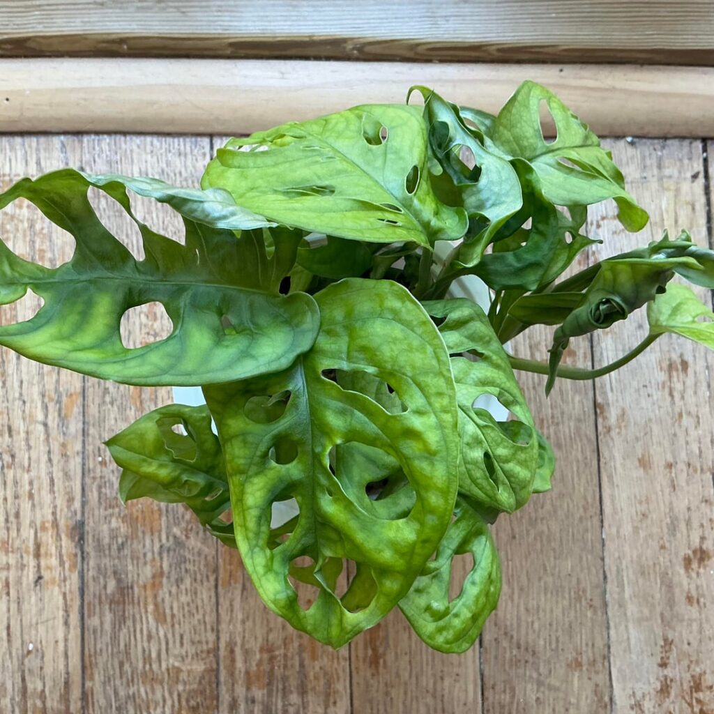 Is my plant healthy or is something wrong? Is my plant healthy or is something wrong?