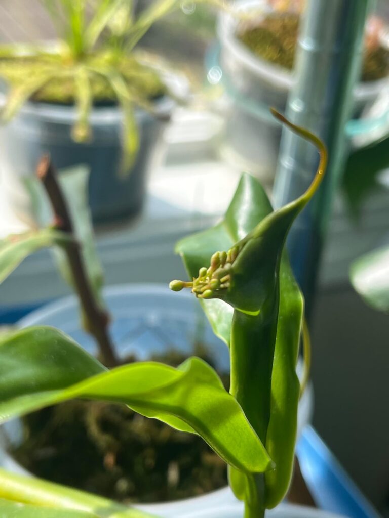 This Nepenthes cutting is flowering, what do I do with it?