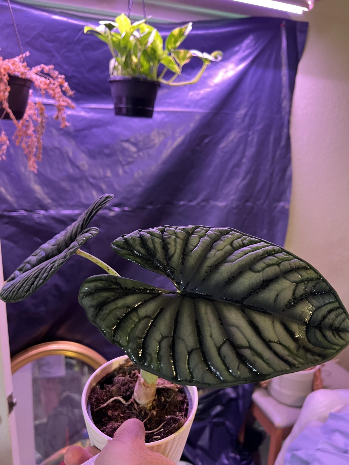 Brought this beauty home today