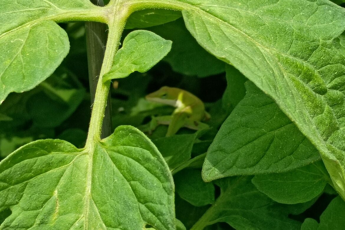 Garden friend - green anole?