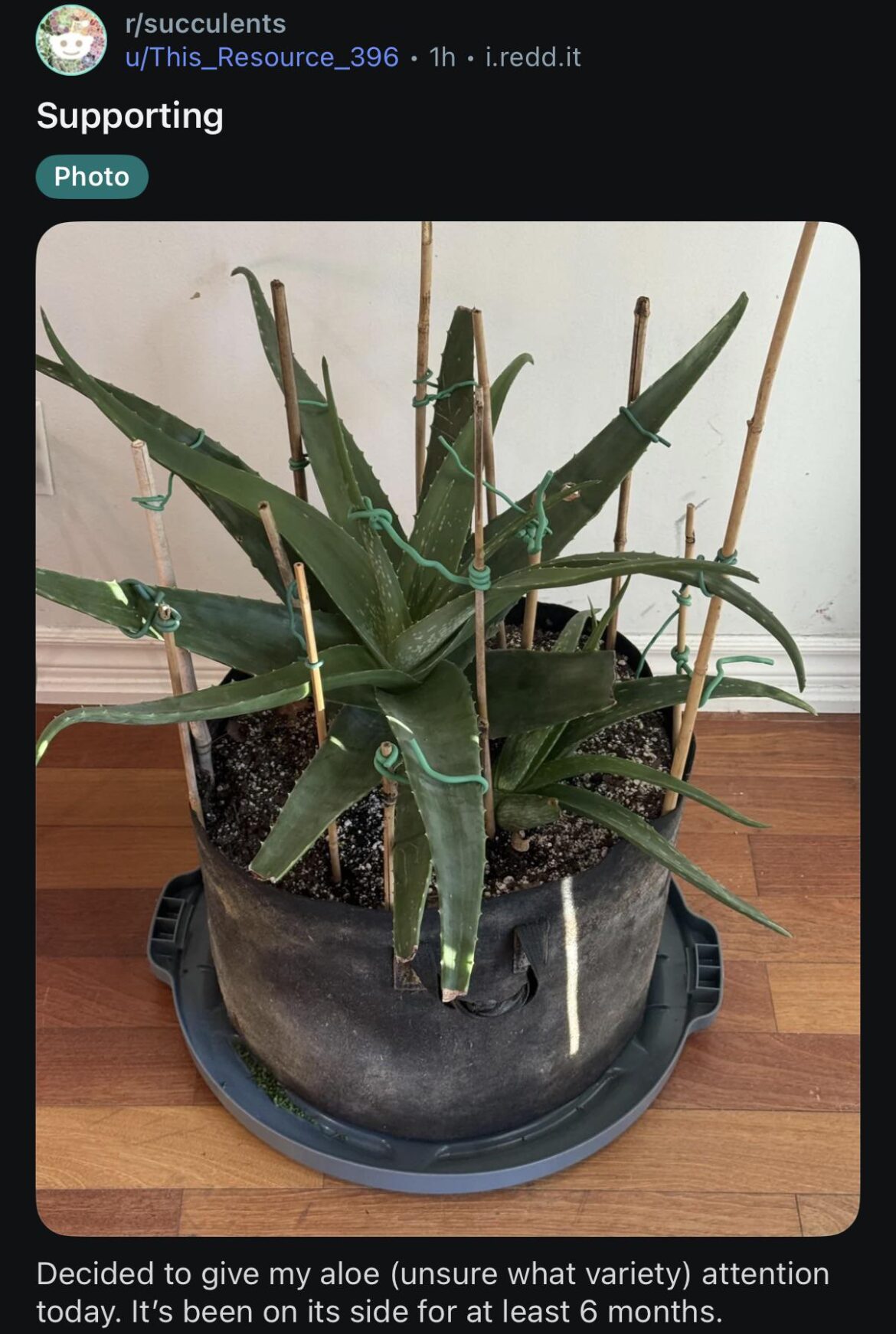 Staking up the succulents.