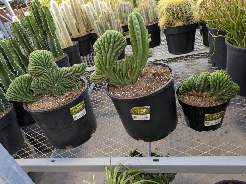Crested pachanoi at HomeDepot