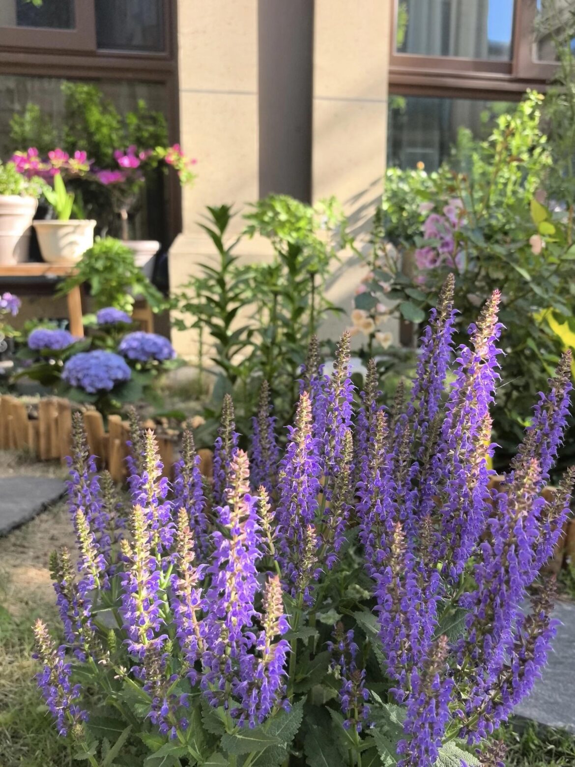 Is this lavender or salvia?Can you tell?