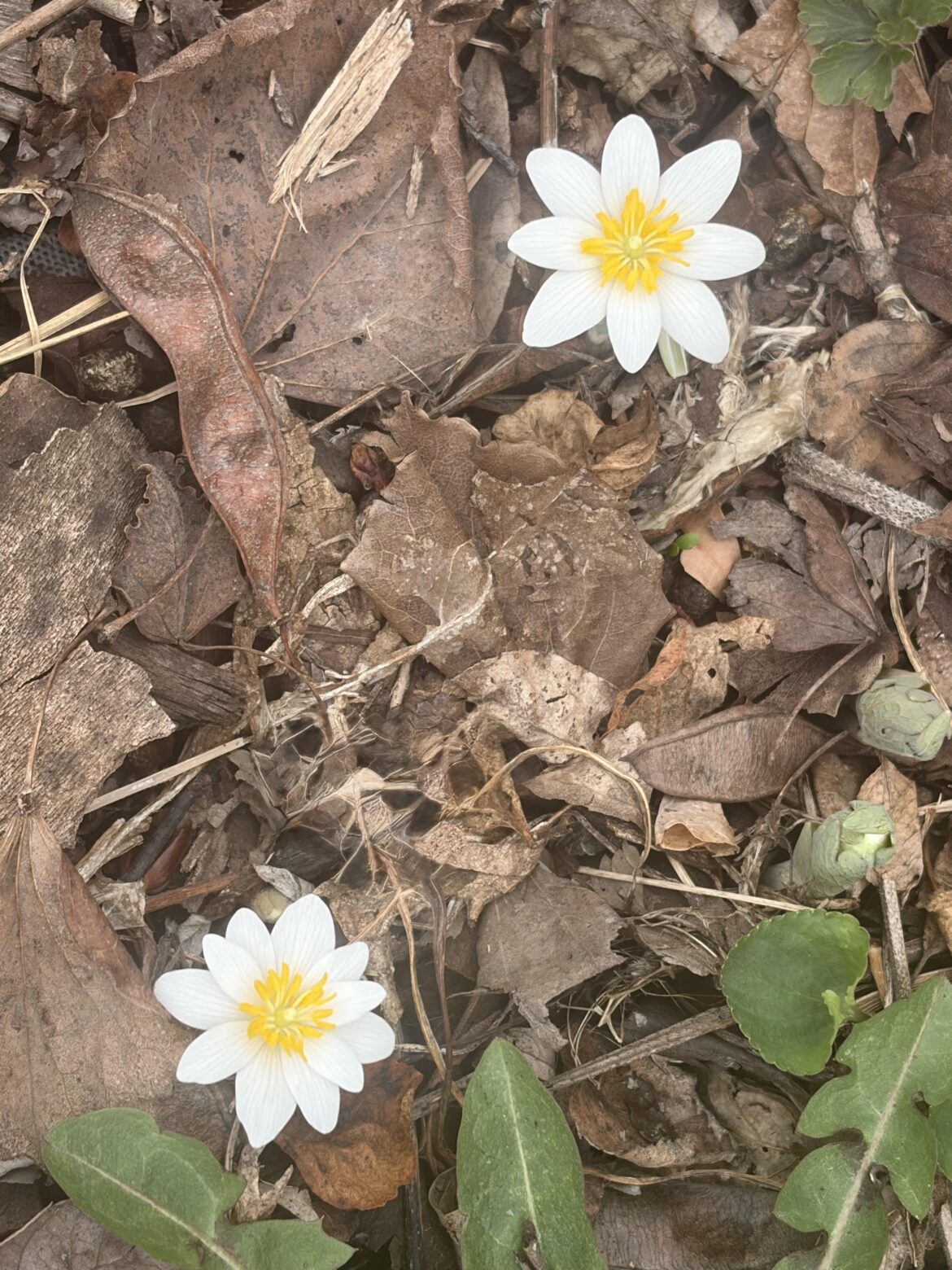 Bloodroots in bloom (Iowa)