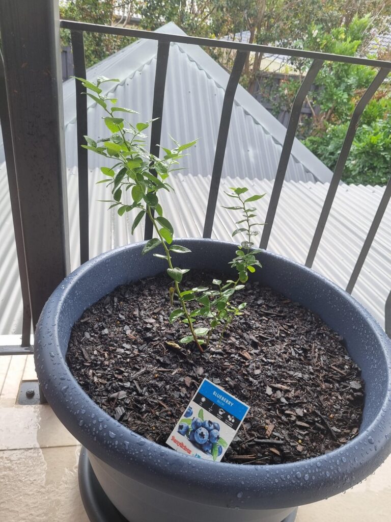 First Time Growing Blueberries