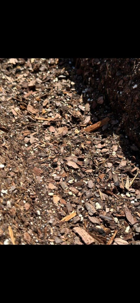 Baby Asparagus Has Arrived