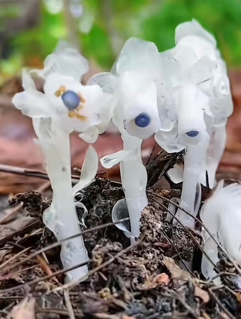 Found this while hiking near Seattle，never saw it but really beautiful!!!